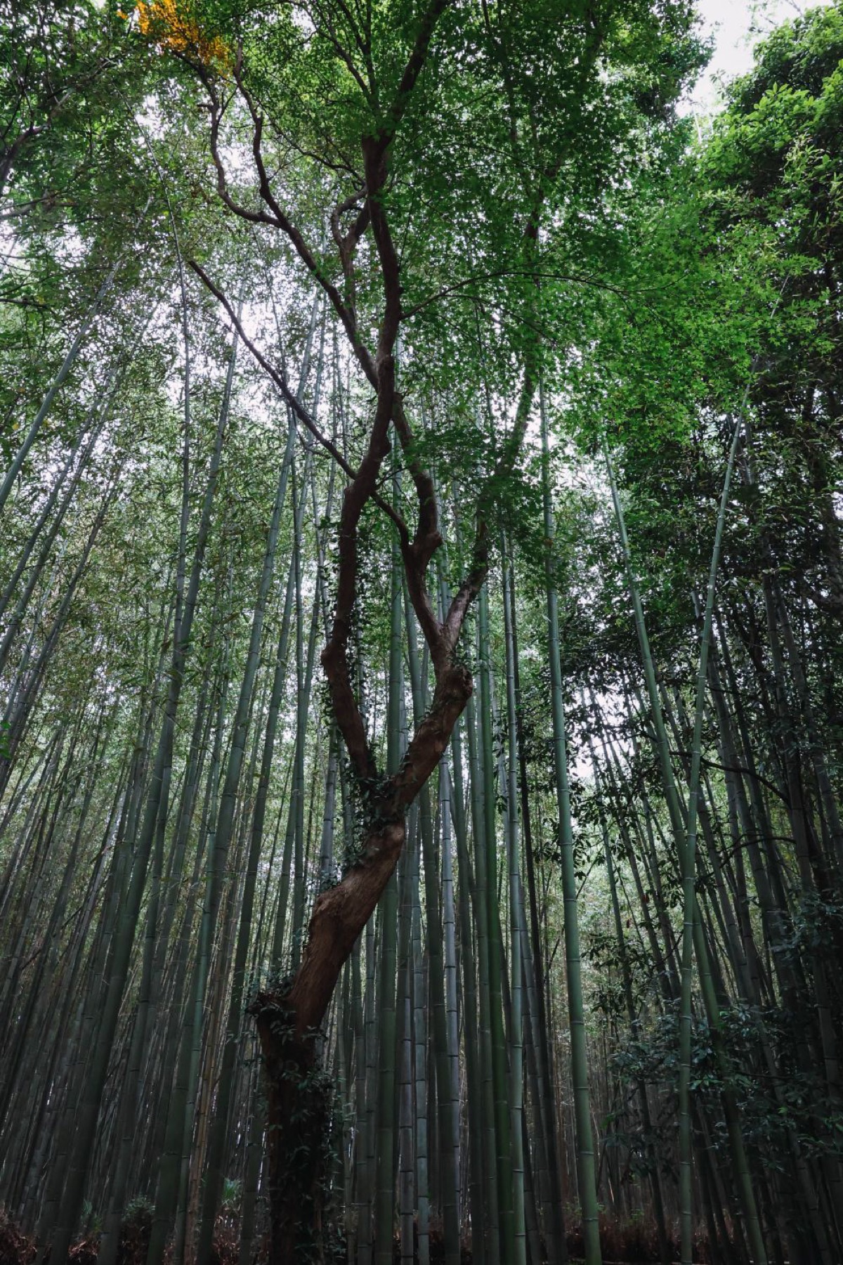 Arashiyama