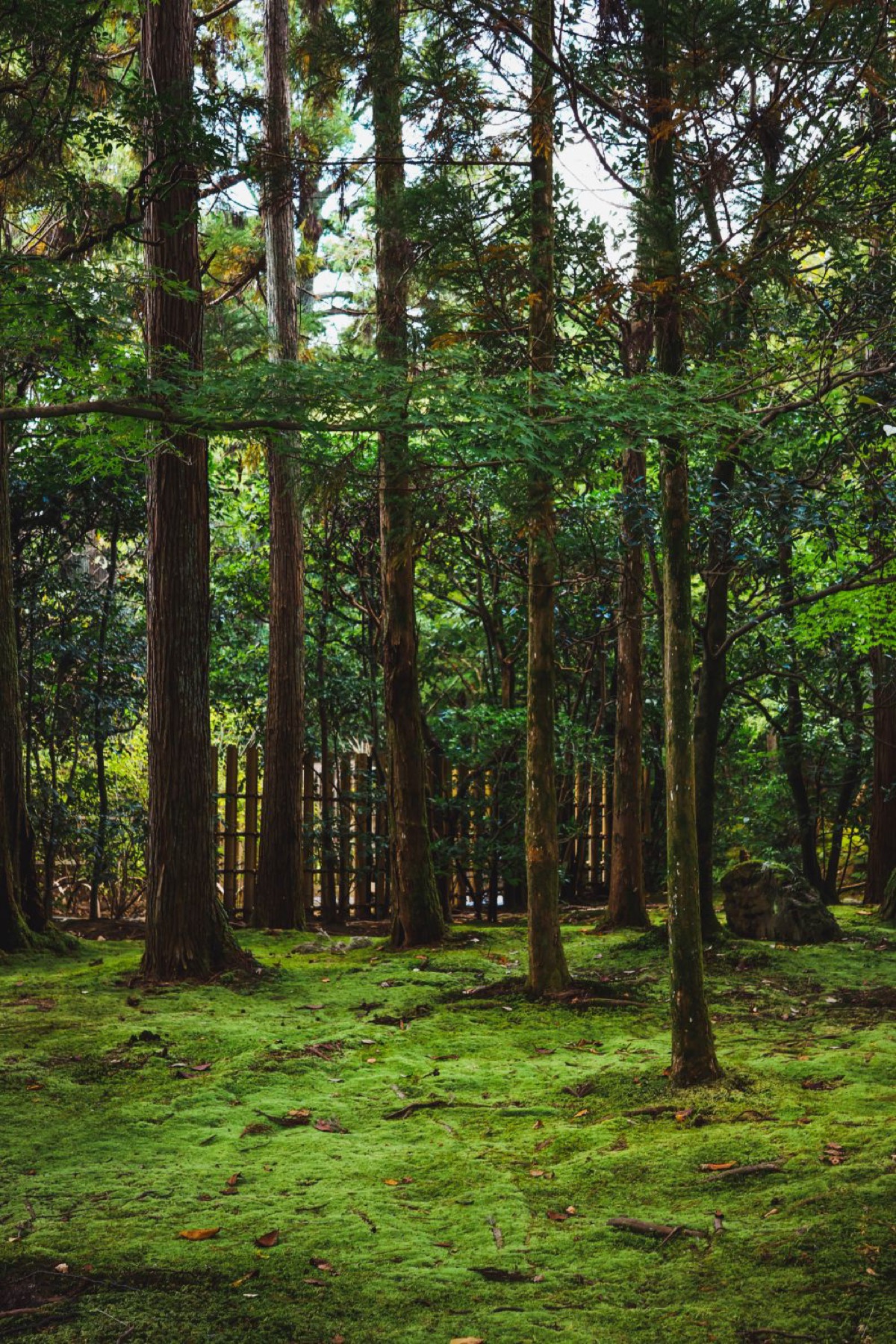 Jardines de musgo